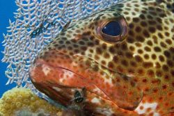 The image was taken in ambient light on Bloody Bay Wall o... by Allan Vandeford 